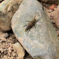 Unidentified True fly (Diptera) at Yurammie State Forest - 4 Jan 2022 by KylieWaldon