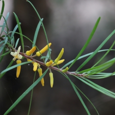 Persoonia linearis (Narrow-leaved Geebung) at Yurammie State Forest - 4 Jan 2022 by KylieWaldon