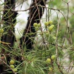 Persoonia linearis at Lochiel, NSW - 5 Jan 2022