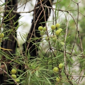 Persoonia linearis at Lochiel, NSW - suppressed