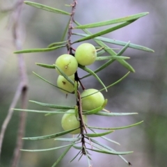 Persoonia linearis at Lochiel, NSW - suppressed