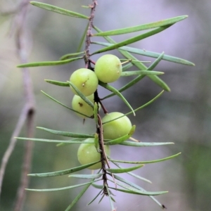 Persoonia linearis at Lochiel, NSW - 5 Jan 2022