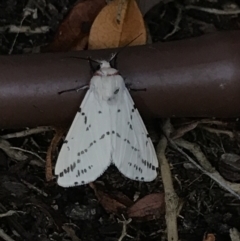 Ardices canescens (Dark-spotted Tiger Moth) at Hughes Garran Woodland - 17 Jan 2022 by Tapirlord