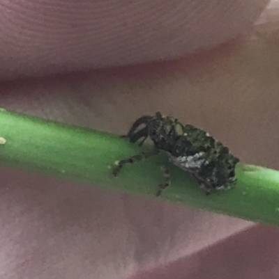 Orthorhinus klugii (Vine weevil) at Red Hill to Yarralumla Creek - 19 Jan 2022 by Tapirlord