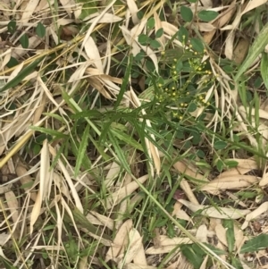 Senecio diaschides at Garran, ACT - 20 Jan 2022