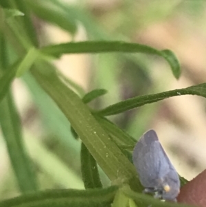 Anzora unicolor at Garran, ACT - 20 Jan 2022