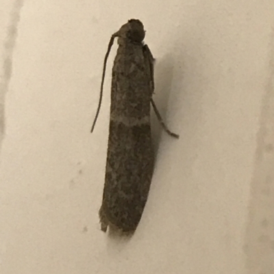 Ephestia elutella (Raisin, Cacao, Warehouse, Tobacco Moth) at Red Hill to Yarralumla Creek - 20 Jan 2022 by Tapirlord