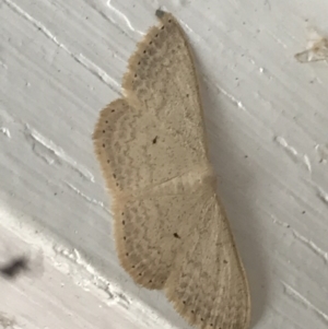 Scopula optivata at Garran, ACT - 20 Jan 2022 05:33 PM