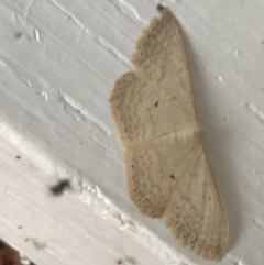 Scopula optivata at Garran, ACT - 20 Jan 2022 05:33 PM