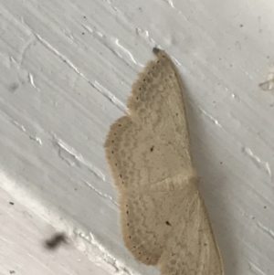 Scopula optivata at Garran, ACT - 20 Jan 2022 05:33 PM