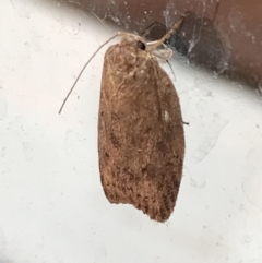 Chezala privatella (A Concealer moth) at Garran, ACT - 20 Jan 2022 by Tapirlord
