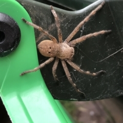 Neosparassus sp. (genus) (Unidentified Badge huntsman) at Garran, ACT - 20 Jan 2022 by Tapirlord