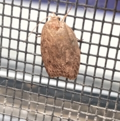 Chezala privatella (A Concealer moth) at Hughes Garran Woodland - 21 Jan 2022 by Tapirlord