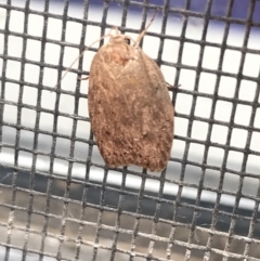 Chezala privatella (A Concealer moth) at Red Hill to Yarralumla Creek - 21 Jan 2022 by Tapirlord