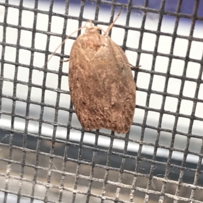 Chezala privatella (A Concealer moth) at Garran, ACT - 21 Jan 2022 by Tapirlord