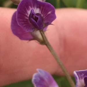 Glycine tabacina at Garran, ACT - 21 Jan 2022 11:18 AM