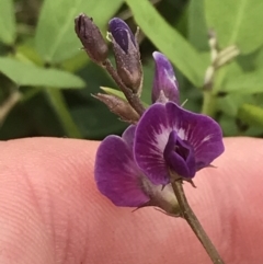 Glycine tabacina at Garran, ACT - 21 Jan 2022 11:18 AM