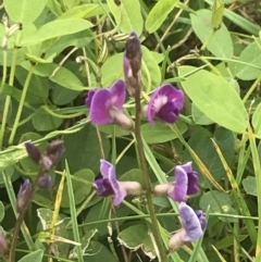 Glycine tabacina at Garran, ACT - 21 Jan 2022 11:18 AM