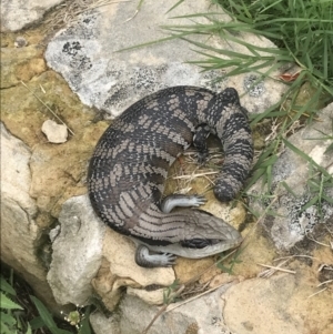 Tiliqua scincoides scincoides at Garran, ACT - 21 Jan 2022