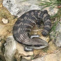 Tiliqua scincoides scincoides at Garran, ACT - 21 Jan 2022