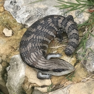 Tiliqua scincoides scincoides at Garran, ACT - 21 Jan 2022 11:19 AM