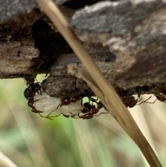 Papyrius sp. (genus) (A Coconut Ant) at Macarthur, ACT - 22 Jan 2022 by RAllen