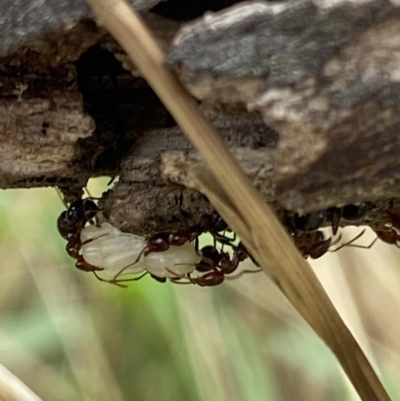 Papyrius sp. (genus) (A Coconut Ant) at Macarthur, ACT - 22 Jan 2022 by RAllen