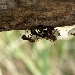 Papyrius sp. (genus) at Macarthur, ACT - 22 Jan 2022