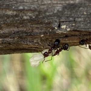 Papyrius sp. (genus) at Macarthur, ACT - 22 Jan 2022