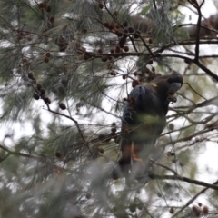 Calyptorhynchus lathami lathami (Glossy Black-Cockatoo) at Woodlands, NSW - 21 Jan 2022 by PDL08