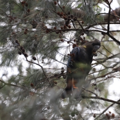 Calyptorhynchus lathami lathami (Glossy Black-Cockatoo) at Woodlands, NSW - 22 Jan 2022 by PDL08