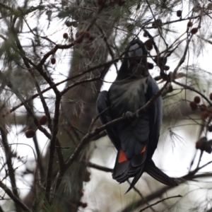 Calyptorhynchus lathami lathami at Woodlands, NSW - suppressed