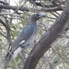 Strepera graculina (Pied Currawong) at Yerrabi Pond - 19 Jan 2020 by Birdy