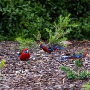 Platycercus elegans at Jerrabomberra, NSW - suppressed