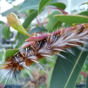 Anthela varia at Malua Bay, NSW - 22 Jan 2022