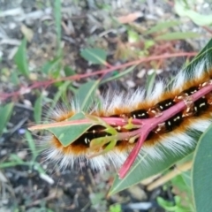 Anthela varia at Malua Bay, NSW - 22 Jan 2022