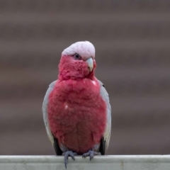 Eolophus roseicapilla (Galah) at Jerrabomberra, NSW - 4 Jan 2022 by MarkT