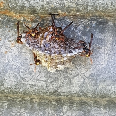 Polistes (Polistella) humilis (Common Paper Wasp) at Tuross Head, NSW - 22 Jan 2022 by jmcleod