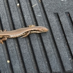 Eulamprus sp. (genus) (Water Skink) at Tuross Head, NSW - 22 Jan 2022 by jmcleod