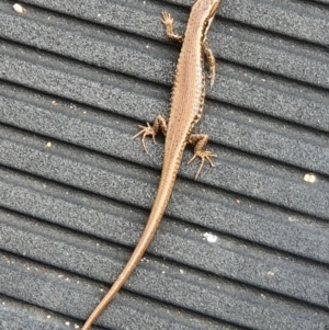 Eulamprus sp. (genus) at Tuross Head, NSW - suppressed