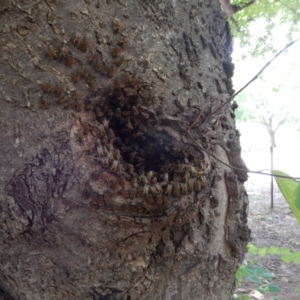 Apis mellifera at Camden, NSW - 27 Jan 2020