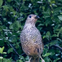 Ptilonorhynchus violaceus (Satin Bowerbird) at Jerrabomberra, NSW - 11 Jan 2022 by MarkT