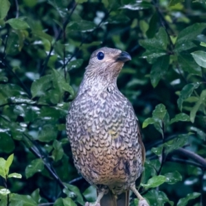 Ptilonorhynchus violaceus at Jerrabomberra, NSW - 11 Jan 2022