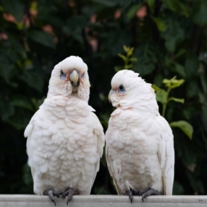 Cacatua sanguinea at Jerrabomberra, NSW - suppressed