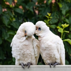 Cacatua sanguinea at Jerrabomberra, NSW - suppressed