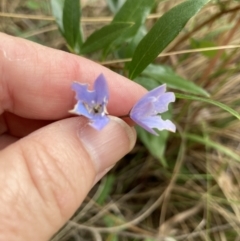 Billardiera heterophylla (Western Australian Bluebell Creeper) at Black Mountain - 22 Jan 2022 by Jenny54