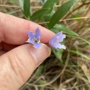 Billardiera heterophylla at Acton, ACT - 23 Jan 2022 10:27 AM