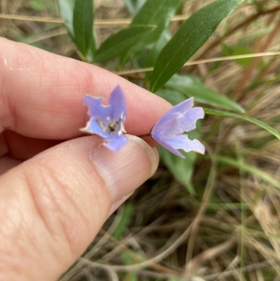 Billardiera heterophylla (Western Australian Bluebell Creeper) at Acton, ACT - 22 Jan 2022 by Jenny54