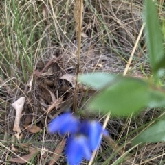 Billardiera heterophylla at Acton, ACT - 23 Jan 2022