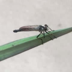 Cerdistus sp. (genus) (Slender Robber Fly) at Molonglo Valley, ACT - 20 Jan 2022 by AndyRussell